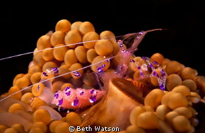Anemone Shrimp w/eggs...Puerto Galera, Philippines by Beth Watson 